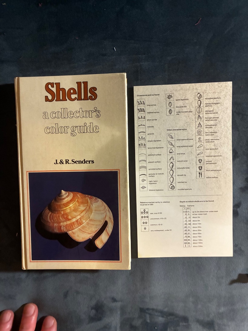 Shells: a collector's color guide — photograph 1 of 10